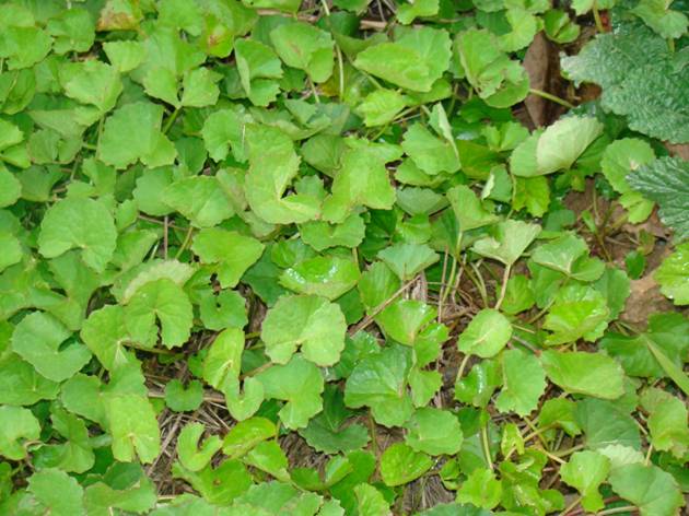 Gotu kola