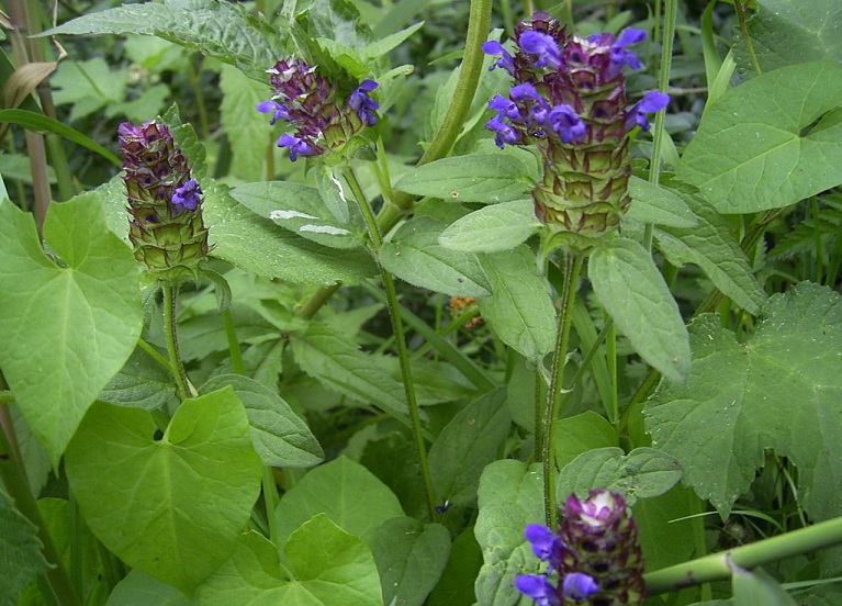 Prunella vulgaris