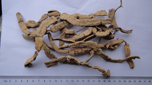 Morinda Root