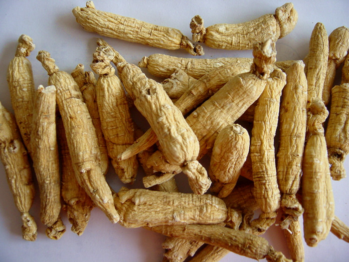 White Ginseng Panax