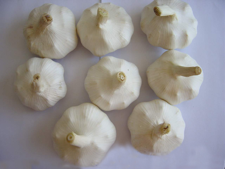 Garlic