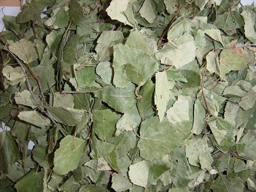 White Birch Leaf