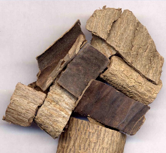 The Bark of Eucommia