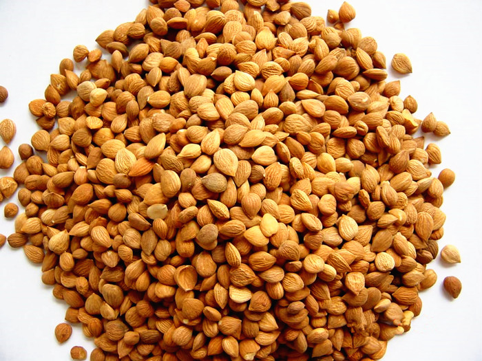 Apricot Kernels