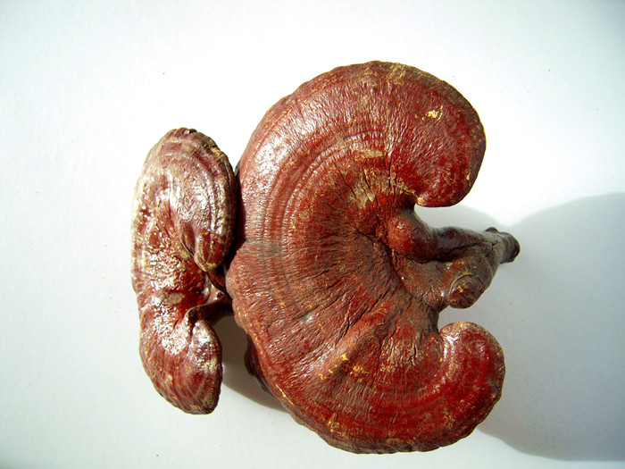 Reishi Mushroom